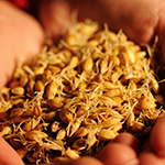 Vers l’utilisation du MALT VERT en brasserie pour des bières plus écologiques?







