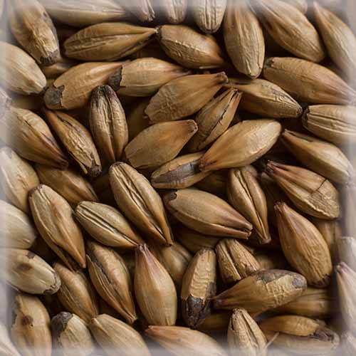 Château Special B® becomes Château Special Belgium®

