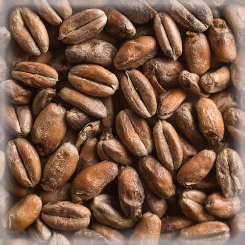 New malt by Castle Malting - Château Wheat Crystal
