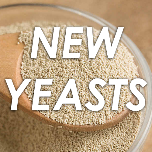 A KETTLE-SOURING BACTERIA THAT RESPECTS THE YEAST FLAVOR EXPRESSION
