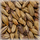 CHÂTEAU AROME NATURE (ORGANIC MALT)