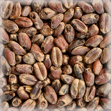 CHÂTEAU WHEAT AROME NATURE®